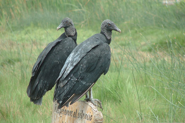 American Black Vulture © 2004 Fraser Simpson