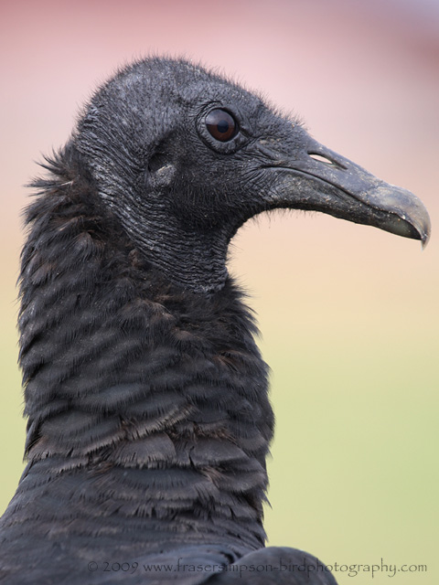 American Black Vulture © 2009 Fraser Simpson