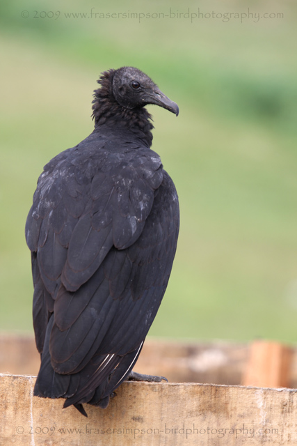 American Black Vulture © 2009 Fraser Simpson