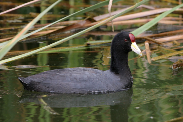 Andean Coot © 2007 Fraser Simpson