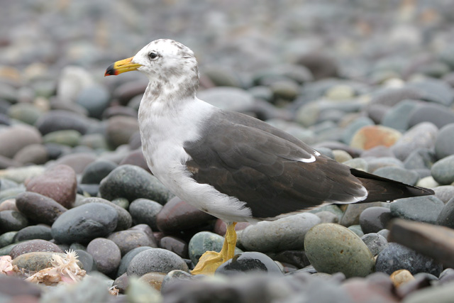 Band-tailed Gull © 2007 Fraser Simpson