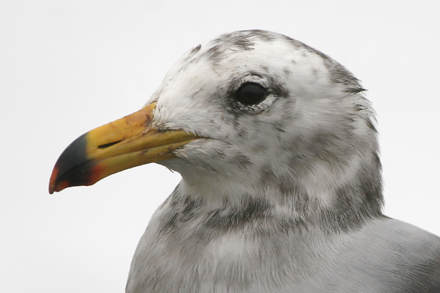 Band-tailed Gull © 2007 Fraser Simpson