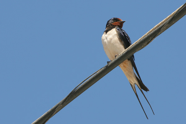 Barn Swallow © 2005 Fraser Simpson