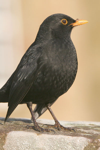 Common Blackbird © 2006 Fraser Simpson