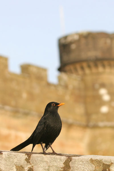 Blackbird, Scotland