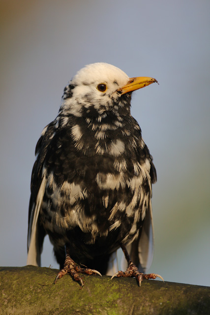 Common Blackbird © 2007 Fraser Simpson