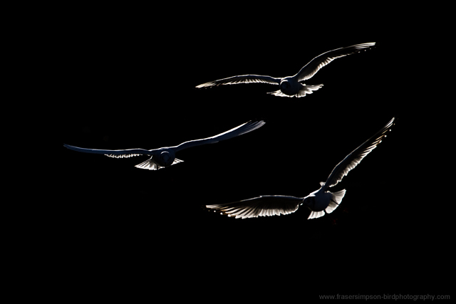 Black-headed Gull © 2013 Fraser Simpson