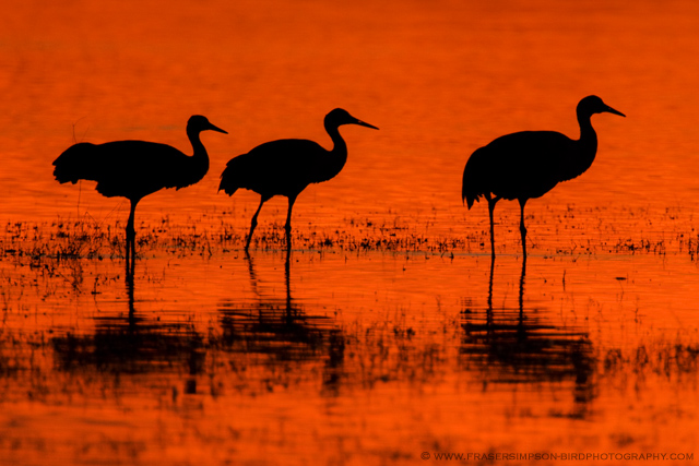 Sandhill Cranes, New Mexico