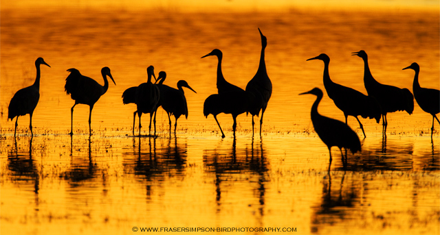 Sandhill Cranes, New Mexico