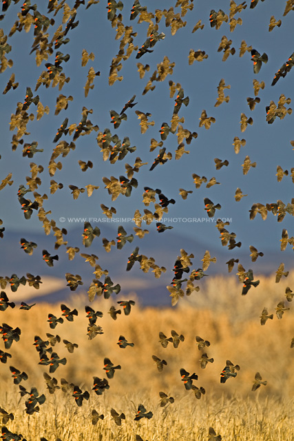 Red-winged Blackbirds, New Mexico