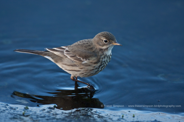 Buff-bellied Pipit © 2012 Fraser Simpson