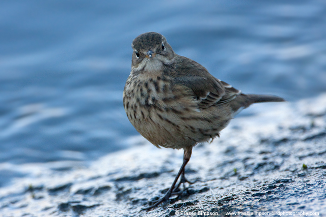 Buff-bellied Pipit © 2012 Fraser Simpson