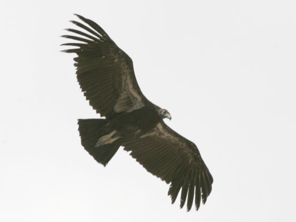 California Condor © 2006 Fraser Simpson