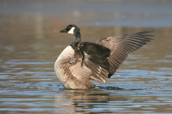Canada Goose © 2007 Fraser Simpson