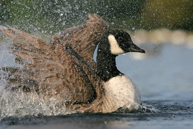 Canada Goose © 2008 Fraser Simpson