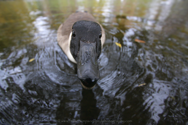 Canada Goose © 2009 Fraser Simpson