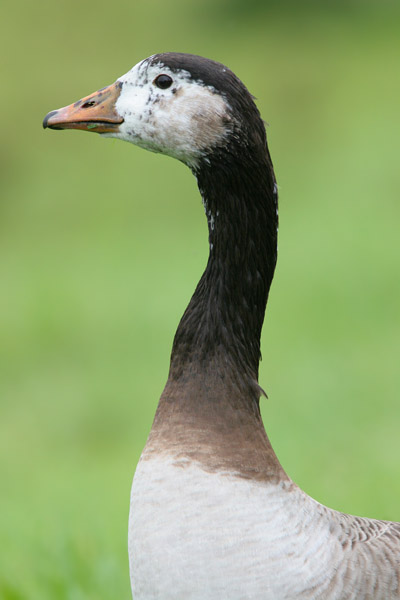 Canada X Grelag Goose (hybrid) © 2006 Fraser Simpson