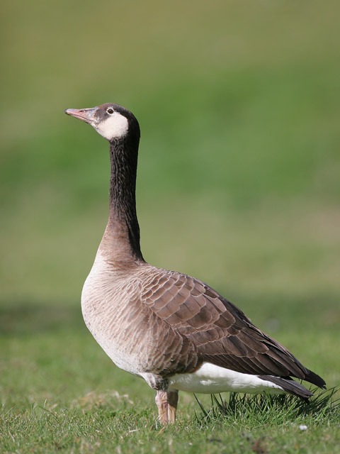 Canada X Grelag Goose (hybrid) © 2007 Fraser Simpson