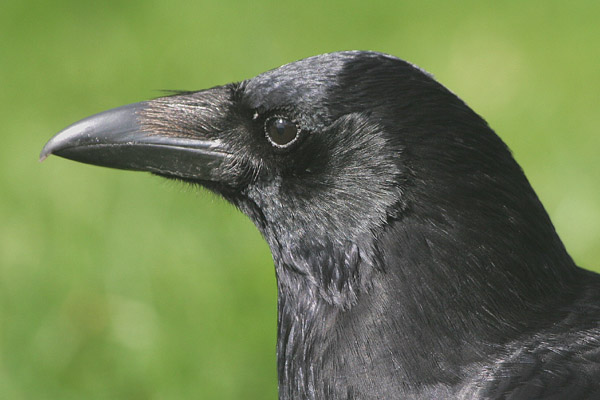 Carrion Crow © 2005 Fraser Simpson