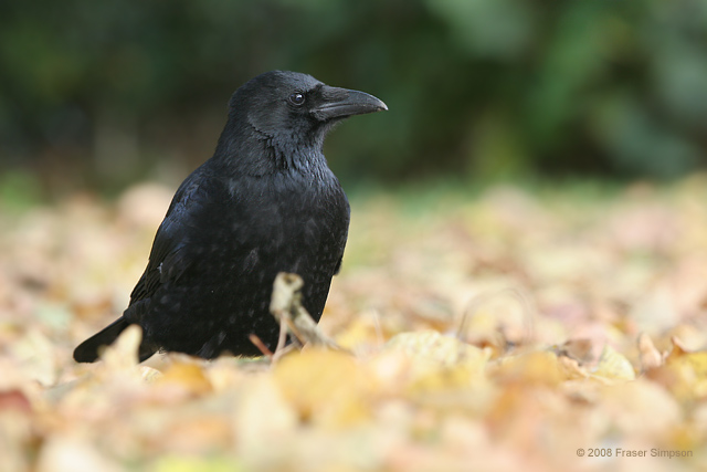 Carrion Crow © 2008 Fraser Simpson