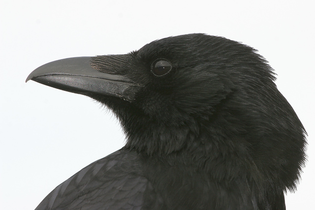 Carrion Crow © 2008 Fraser Simpson