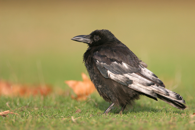 Carrion Crow © 2007 Fraser Simpson