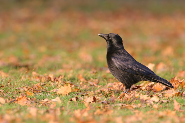 Carrion Crow © 2007 Fraser Simpson