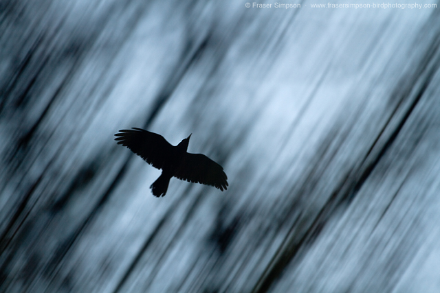 Carrion Crow © 2014 Fraser Simpson