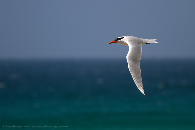Caspian Tern © 2015 Fraser Simpson