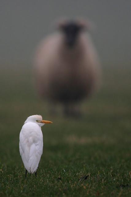 Cattle Egret © 2008 Fraser Simpson