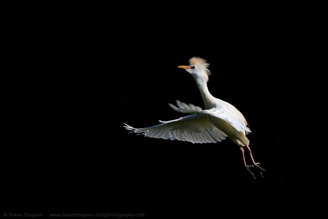 Cattle Egret © 2015 Fraser Simpson