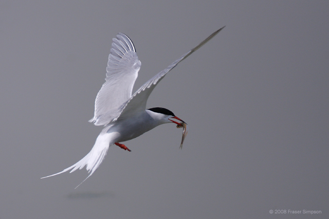 Common Tern © 2008 Fraser Simpson