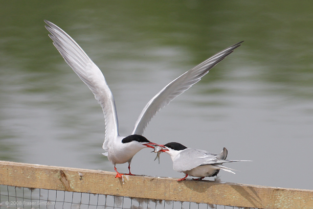 Common Tern © 2008 Fraser Simpson
