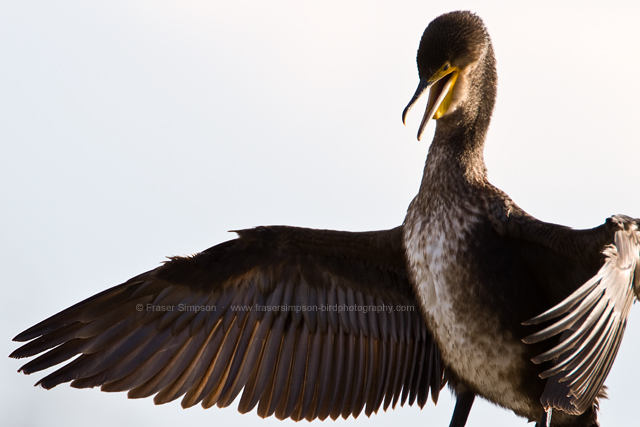 Great Cormorant © 2014 Fraser Simpson