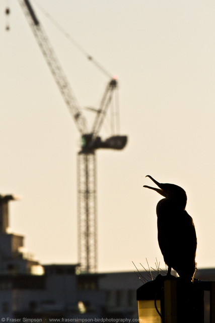 Great Cormorant © 2014 Fraser Simpson
