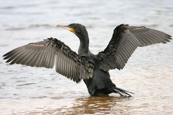 Great Cormorant © 2006 Fraser Simpson