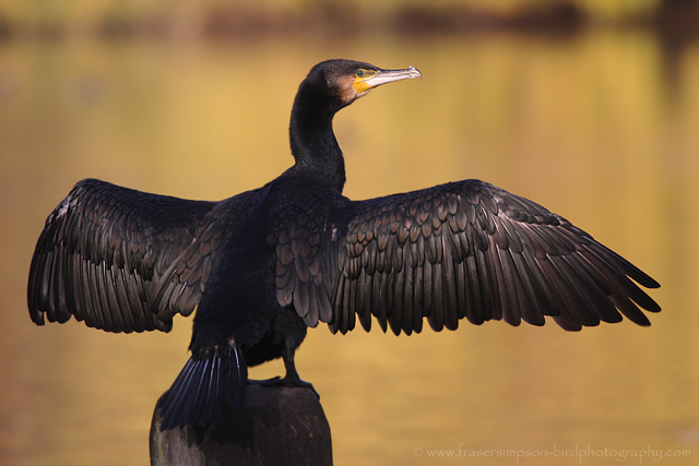 Great Cormorant © 2009 Fraser Simpson