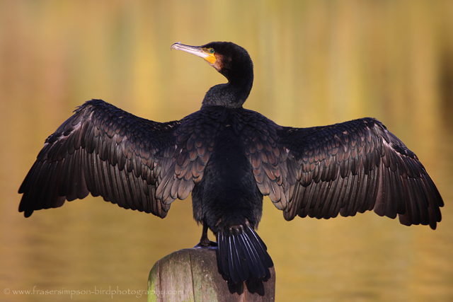 Great Cormorant © 2009 Fraser Simpson