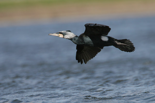 Great Cormorant © 2007 Fraser Simpson