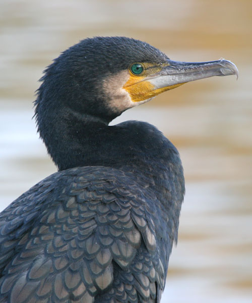 Great Cormorant © 2005 Fraser Simpson