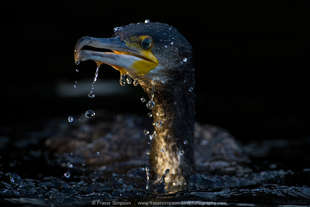 Great Cormorant © 2013 Fraser Simpson