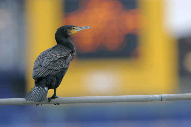 Great Cormorant © 2007 Fraser Simpson