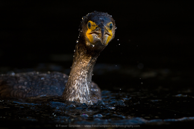 Great Cormorant © 2013 Fraser Simpson