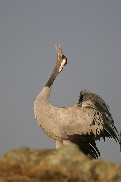 Eurasian Crane © 2008 Fraser Simpson