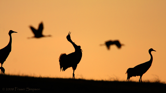 Eurasian Crane © 2008 Fraser Simpson