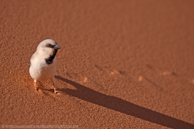 Desert Sparrow © 2011 Fraser Simpson