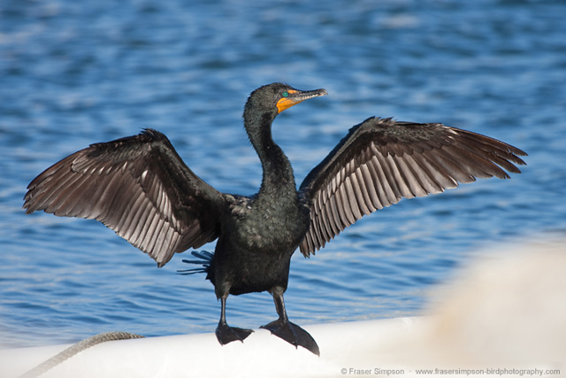 Double-crested Cormorant © 2010 Fraser Simpson