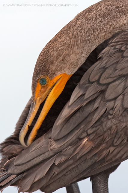 Double-crested Cormorant © 2010 Fraser Simpson
