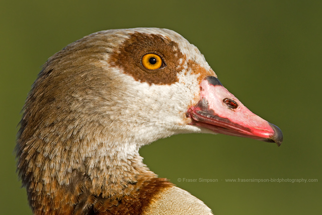 Egyptian Goose © 2014 Fraser Simpson