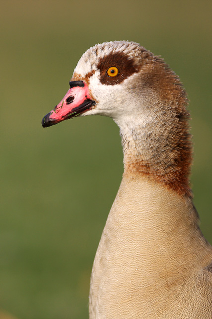 Egyptian Goose © 2007 Fraser Simpson